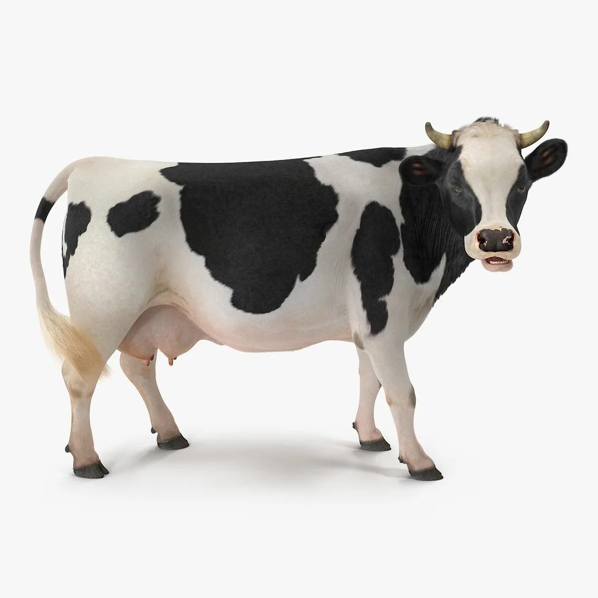 Cow model