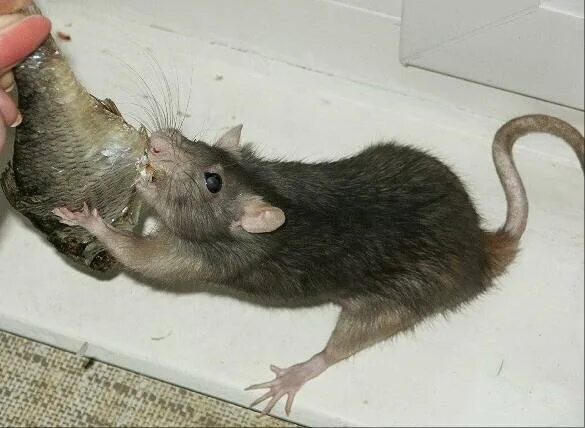 Крыса домашняя. Крыса Дикая. Крыса с крысятами. Мышь в другую сторону