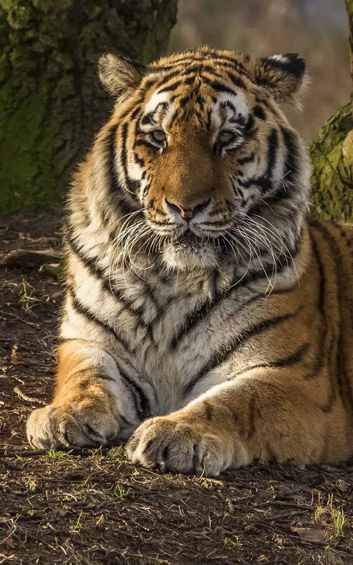 белый тигр. тайгер тигр. уссурийский тигр. амурский тигр. оскал тигра тигра.