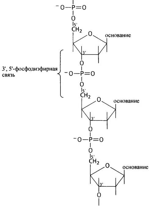 Образование 3',5'-фосфодиэфирной связи между нуклеотидами. Строение ДНК фосфодиэфирные связи. Схема образования 3,5 фосфодиэфирной связи. Образование фосфодиэфирных связей между нуклеотидами.