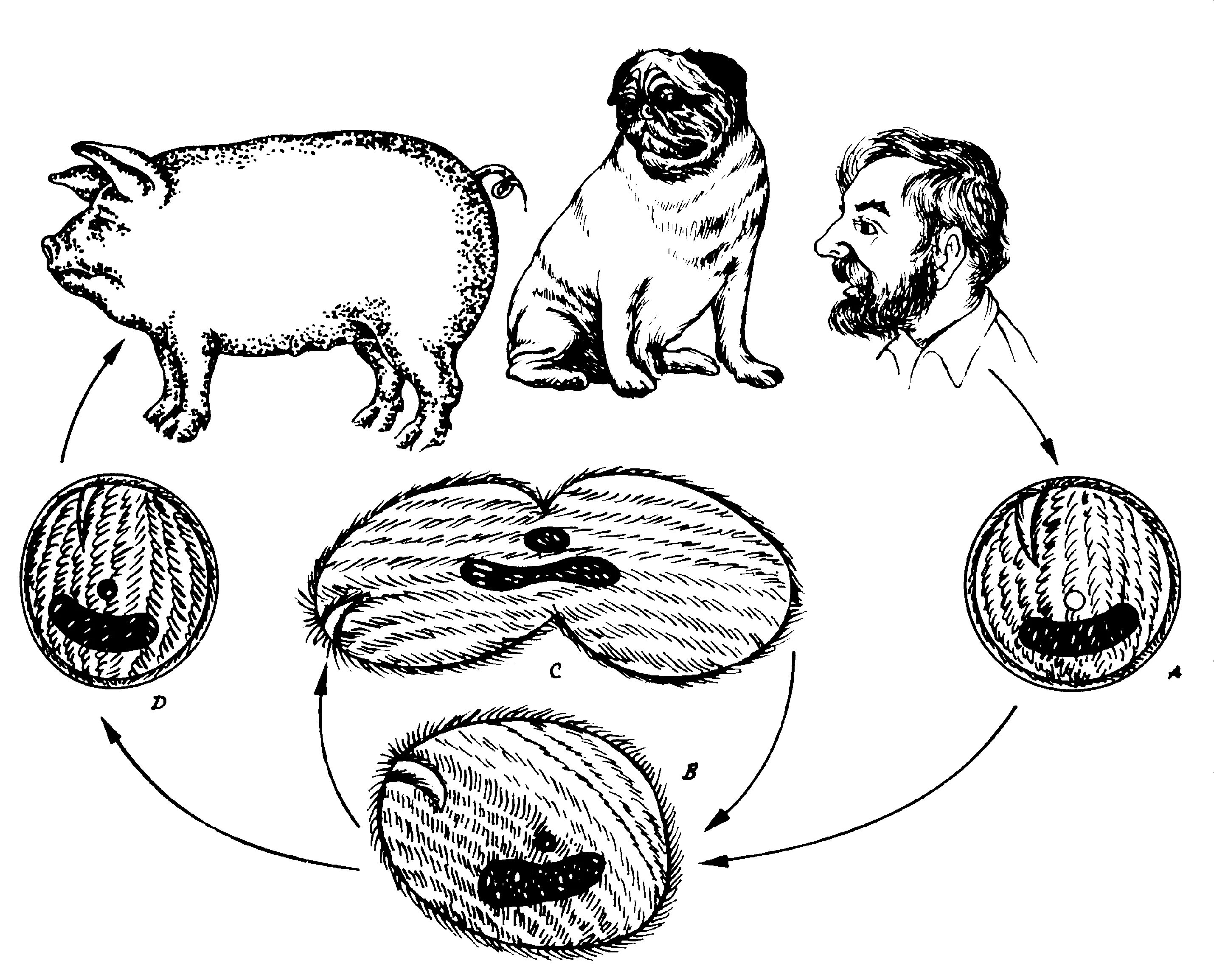 Эзофагостомоз цикл развития. Продолжительность полового цикла у свиноматок. Аскариды цикл развития у лошадей. Свинья цикл. Цикл развития свиной аскариды.