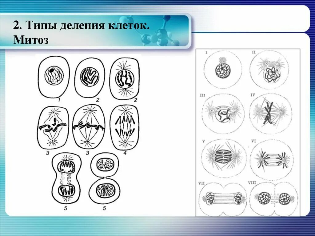 Типы деления клеток митоз. Фазы митоза рисунки. Схема митоза биология 9 класс. Митотическое деление клетки рисунок. 6 фаз деления клетки