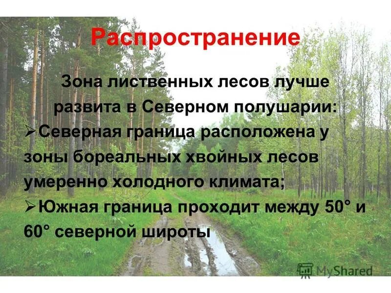 Состав лиственных лесов