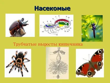 Выделение у насекомых