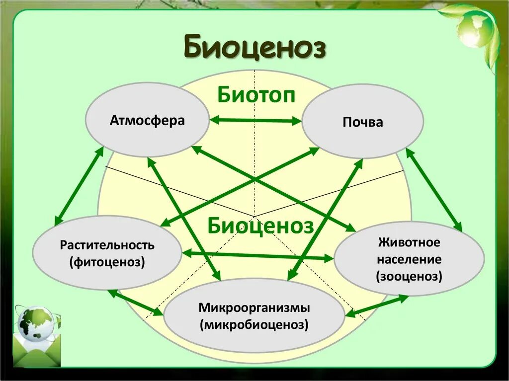 Биоценоз это в биологии кратко. Экосистема биоценоз биотоп. Биогеоценоз биотоп биоценоз. Схема биогеоценоза. Биоценоз схема.