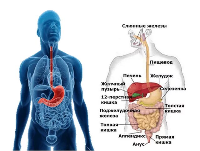 Пищеварительный процесс человека. Схема прохождения еды в организме человека. Процесс пищеварения в организме человека. Схема процесса пищеварения человека. Путешествие пищи в организме человека.