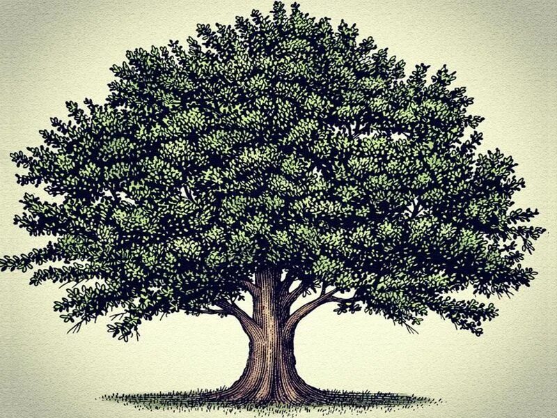 Its tree. Дерево tamanu tree. дерево рисунок. нарисовать дерево. красивое дерево для родословной.