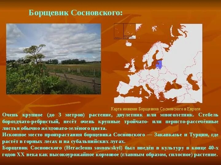 Карта борщевика сосновского. Распространение борщевика. Борщевик сосновского ареал обитания. Карта распространения борщевика сосновского. Карта распространения борщевика сосновского.