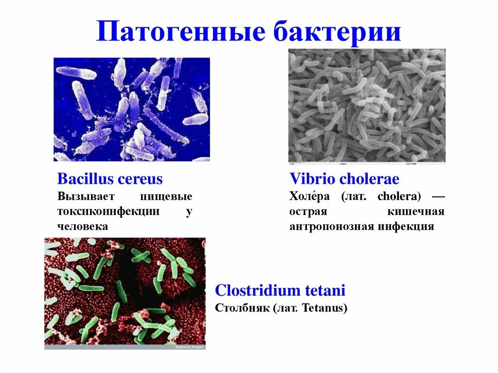 Представители патогенных бактерий. Представители патогенных бактерий