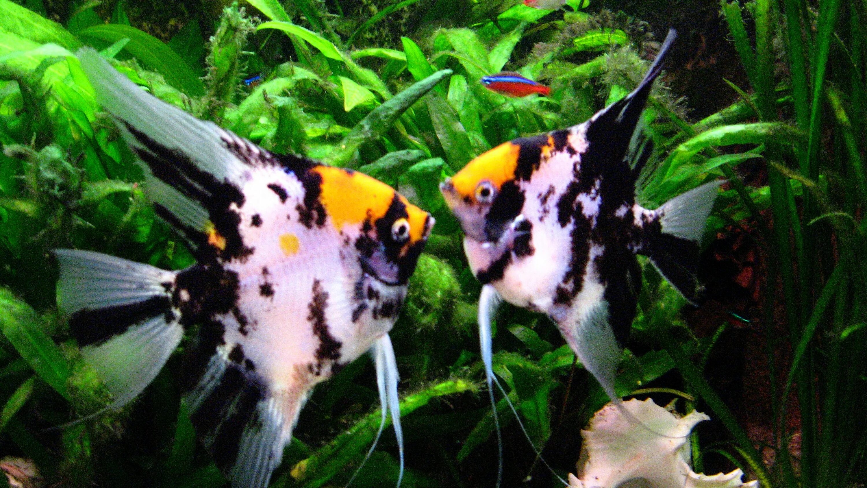 Съели скалярию