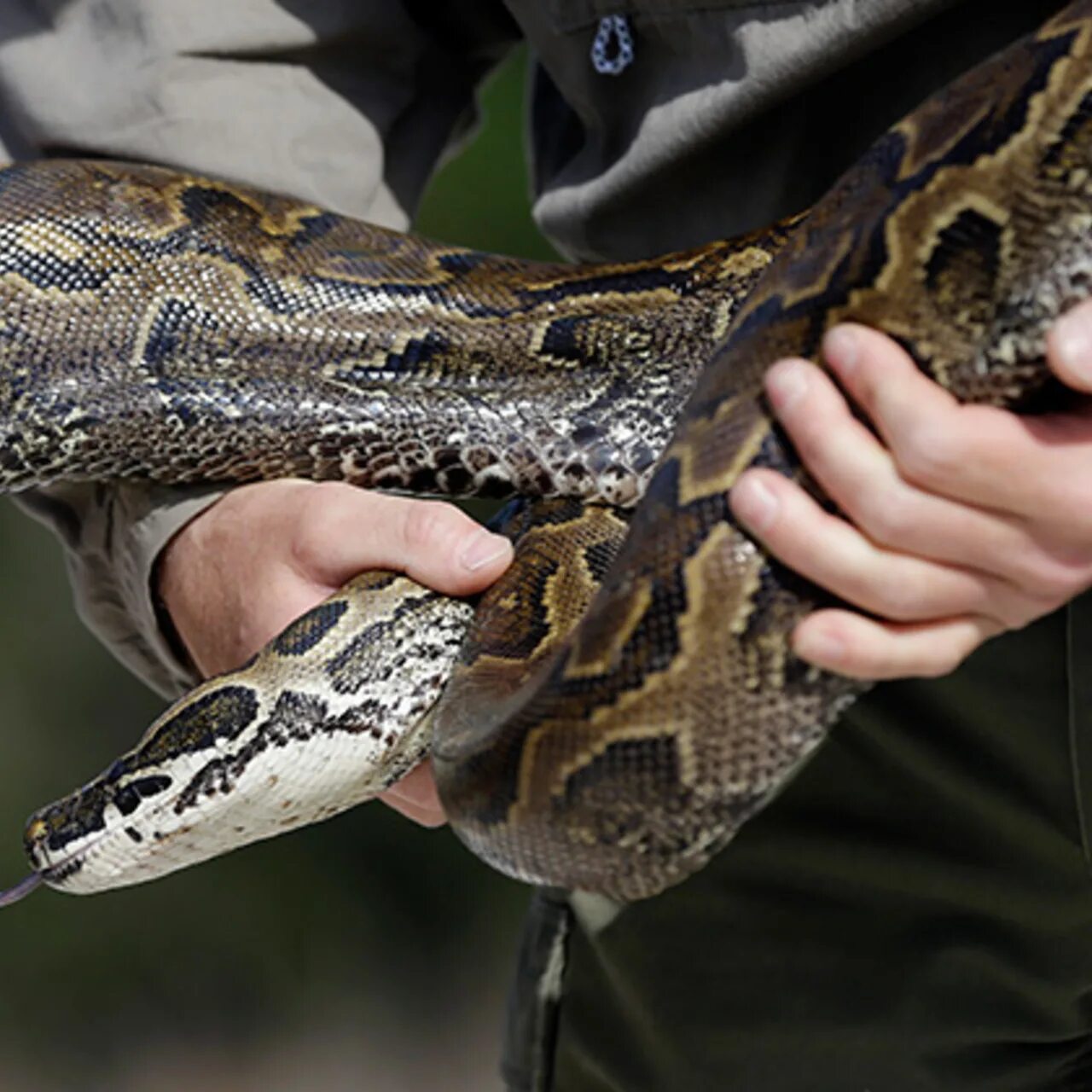 Python price