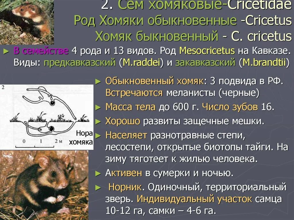 Какой тип развития характерен для хомяка. Биология хомяка. Систематика хомяка обыкновенного. Обыкновенный хомяк Cricetus Cricetus. Морфологические критерии хомяка.