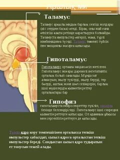 Таламус это