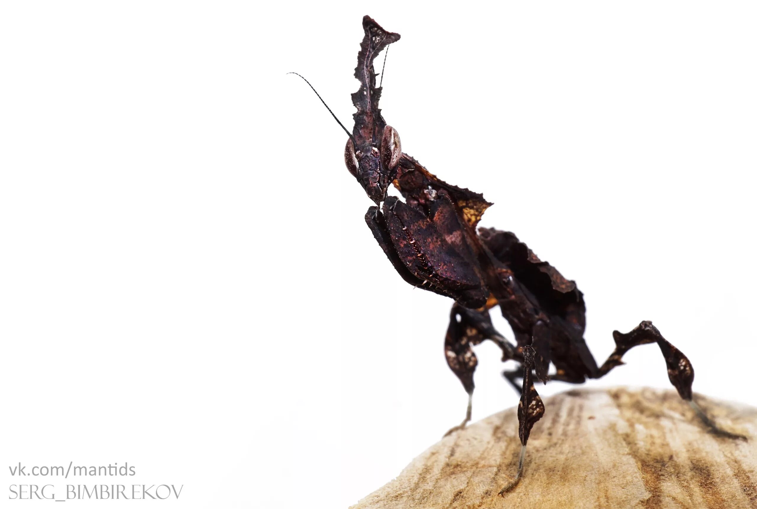 Богомол призрак. Богомол Phyllocrania paradoxa. Богомол призрак черный. Ареал богомола призрака.