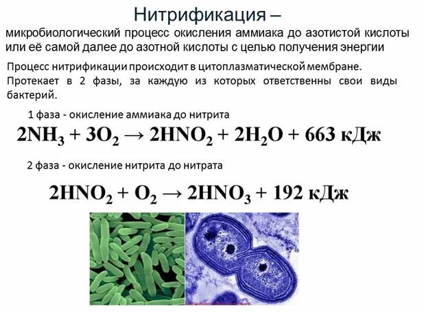 Нитрифицирующие бактерии. Хемосинтез нитрифицирующих бактерий. нитрифицирующие бактерии реакции. нитрификация бактерии. нитрифицирующие бактерии это кратко.
