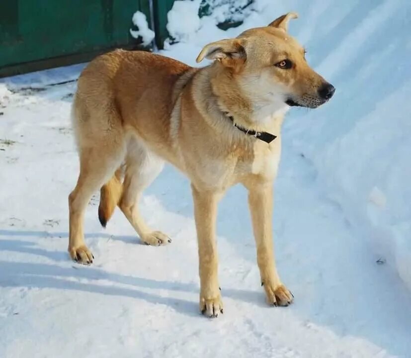 Покажи фотографию маленькой желтой собаки Pin en perritos Perro pomeriano, Perros pomerania, Perros raros