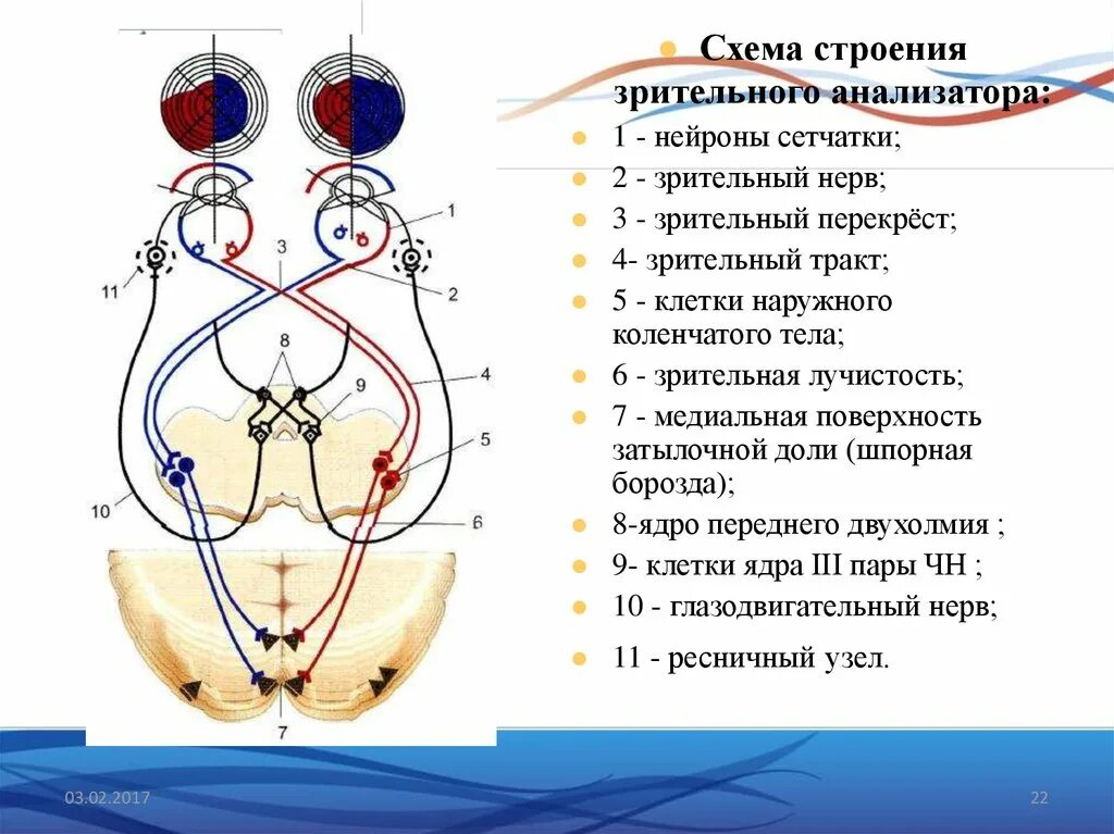 Проводящие пути зрительного анали. Схематическое строение зрительного анализатора. Проводящие пути зрительного анализатора схема. Схема проводящих путей зрительного нерва. Два зрительных нерва