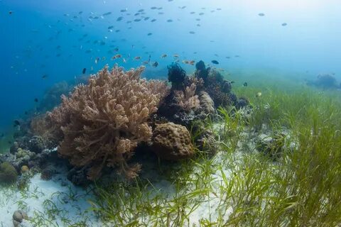 Водоросли обитающие в море