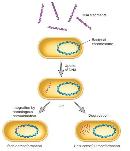 Форма днк бактерий. Трансформация бактерий. Трансформация бактерий схема. Бактериальная трансформация стадии. Этапы трансформации фрагментами ДНК.