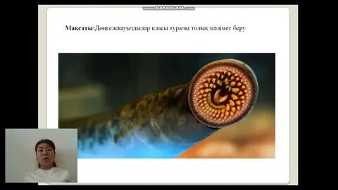 Дөңгелек аналь