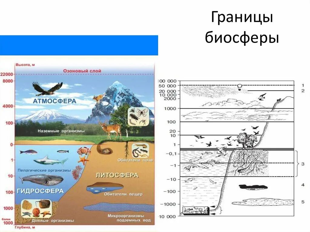 Биосфера параграф по географии 6 класс. Границы биосферы и их обитатели. Схема границы биосферы 6 класс география. Границы биосферы схема. Зарисовать границы биосферы.