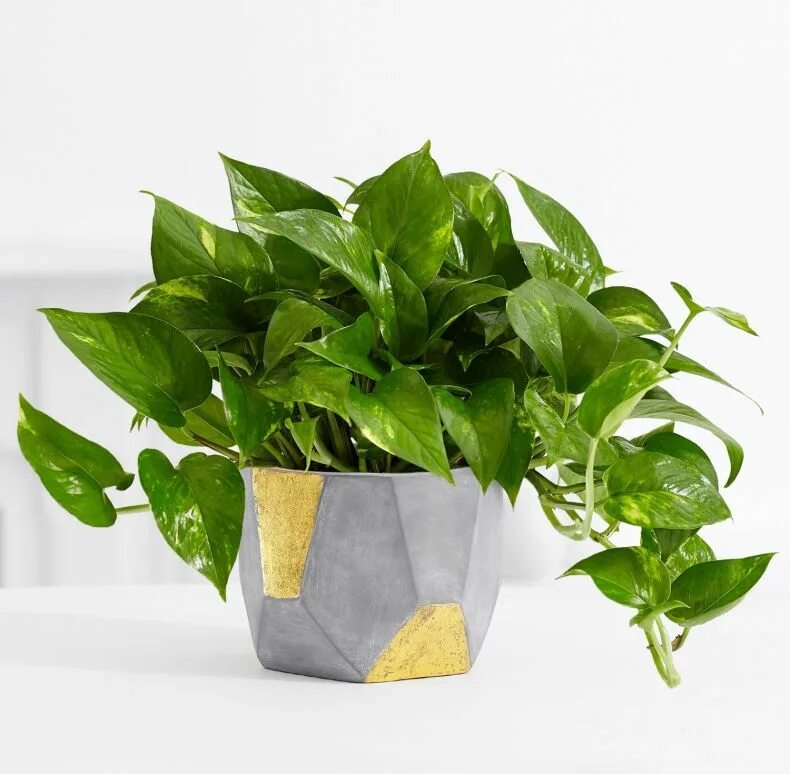 Сциндапсус эпипремнум. Эпипремнум golden pothos. эпипремнум золотистый epipremnum aureum. сциндапсус глобал грин. сциндапсус голден лотос.