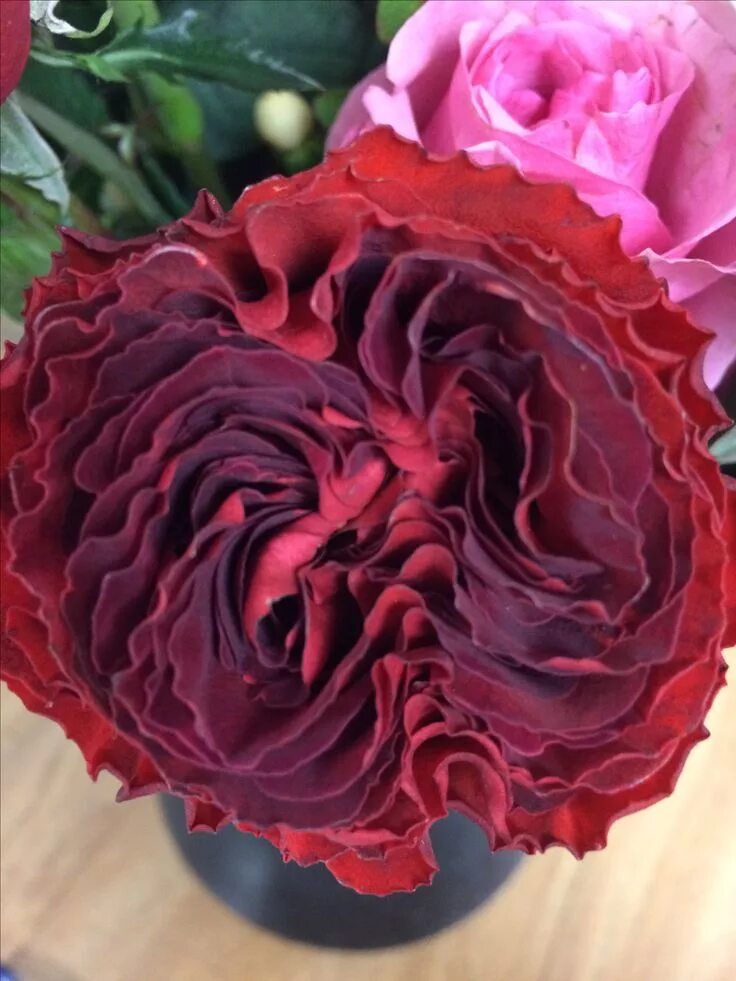 Hearts roses - Hearts Garden Rose - Wholesale Bulk Flowers - Cascade Floral