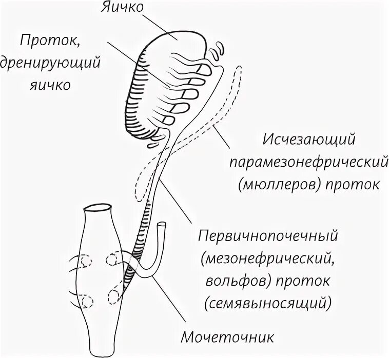 Мюллеров проток у мужчин. Мезонефральный проток Мюллеров. Мюллеров проток и Вольфов проток. Мезонефральный Вольфов проток.