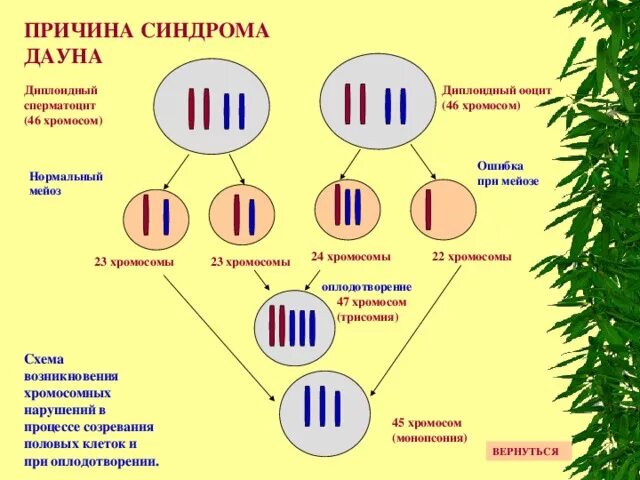 Нерасхождение хромосом в мейозе 1. Механизм возникновения синдрома Дауна. Схема образования синдром Дауна. Синдром Дауна патогенез. Схема хромосомы человека.