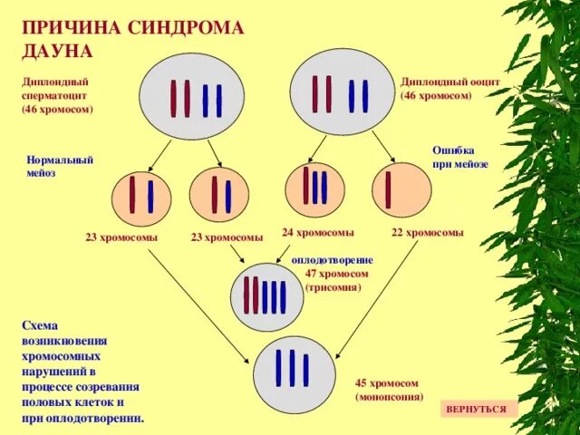 Механизм возникновения синдрома Дауна. Схема образования синдром Дауна. Синдром Дауна патогенез. Схема хромосомы человека. Наличие лишней хромосомы