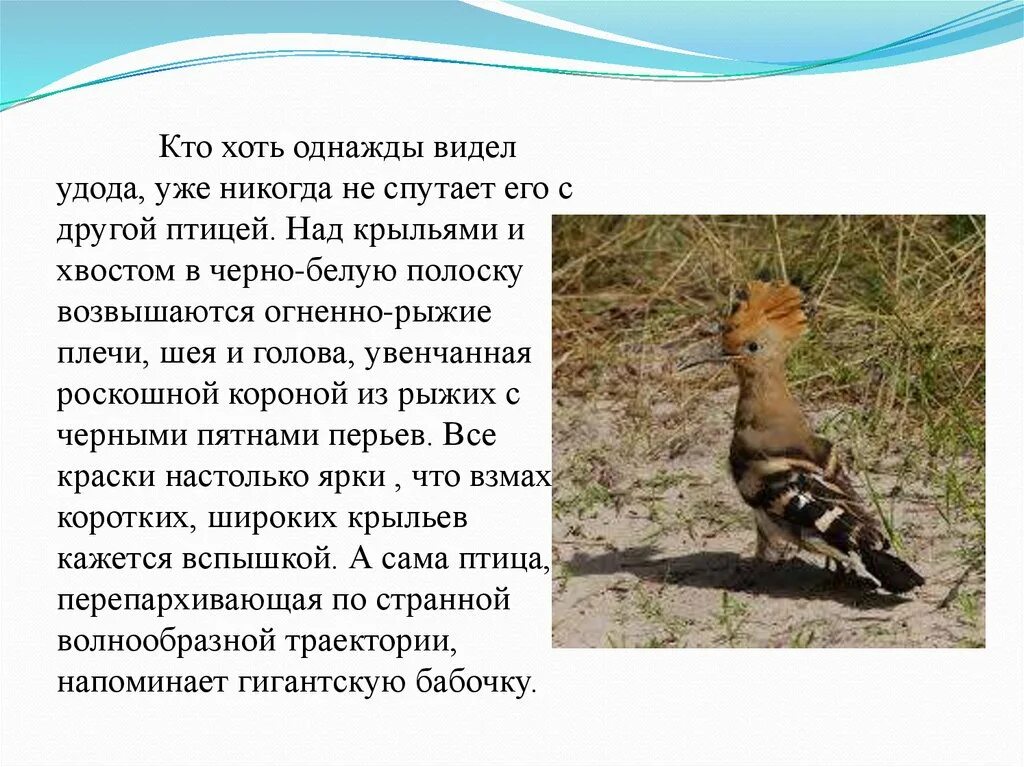 Программа удод. Птица удод презентация. птица удод фото и описание. удод интересные факты для детей. удод птица доклад.