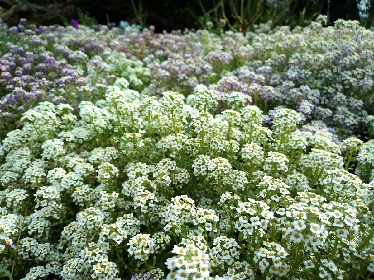 Alyssum Seeds - Lobularia Maritima - Ground Cover Plants