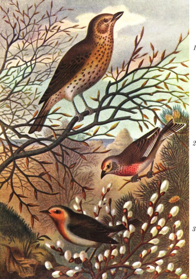 Птицы русского леса рисунки