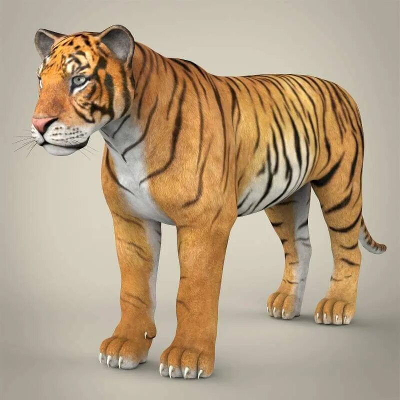 3d тигр oenux. Тигр 3. Тайгер Тайгер 3д. Бенгальский тигр. Три д животное