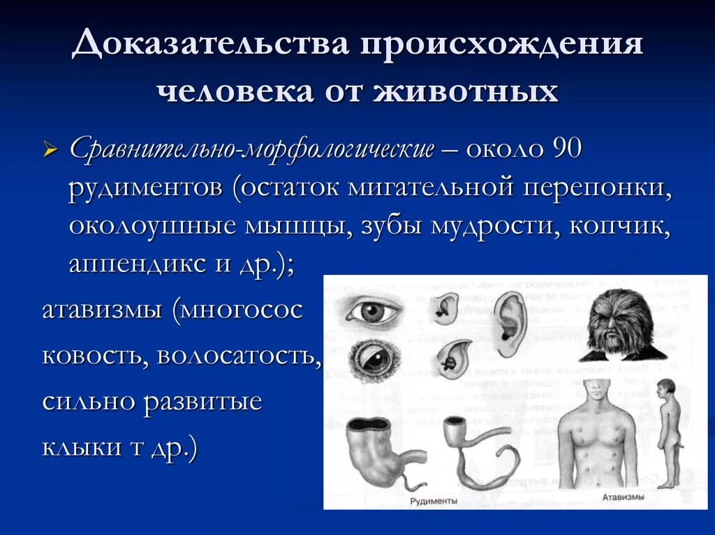 Доказательства происхождения человека рудименты. Происхождение человека от животных. Доказательства животного происхождения человека. Доказательствопроизхождения человека от животных.