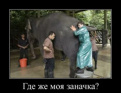 Залезли в слона
