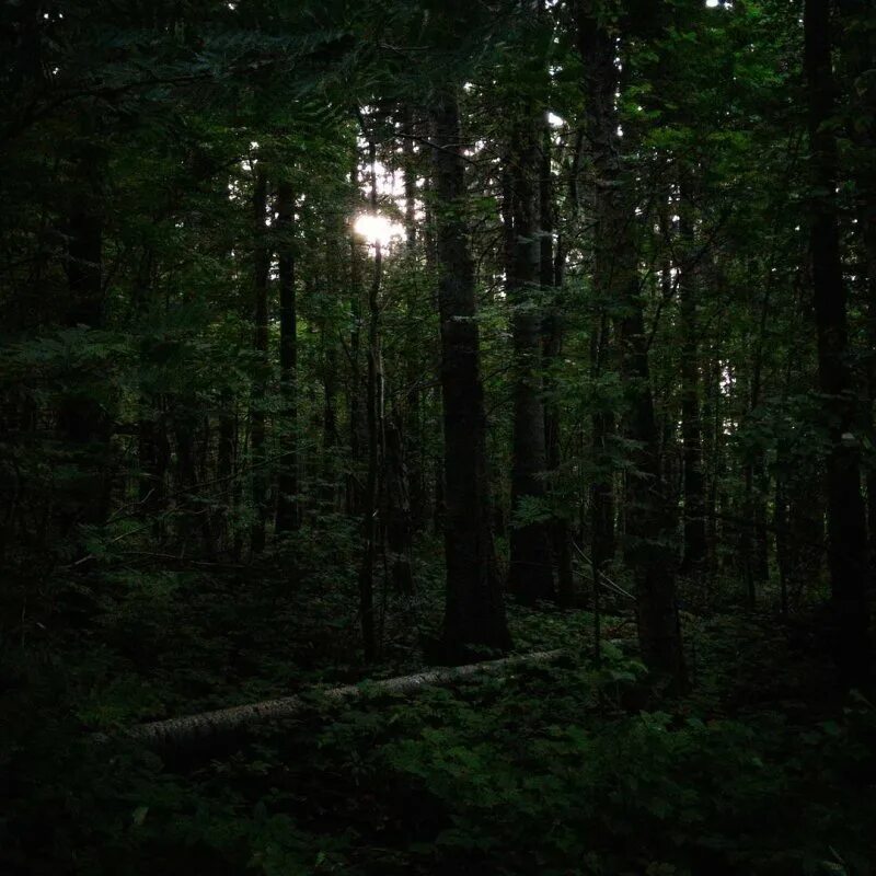 лесная поляна в еловом лесу. лесная дорога. труднопроходимый хвойный лес. лесной пейзаж. дремучий лес в якутии.