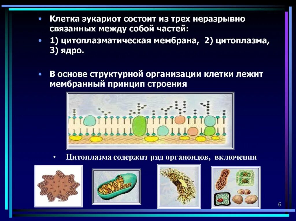 Мембранный принцип организации клеток. Структурная организация клетки. Мембранный принцип строения клетки. Принципы структурной организации клетки.