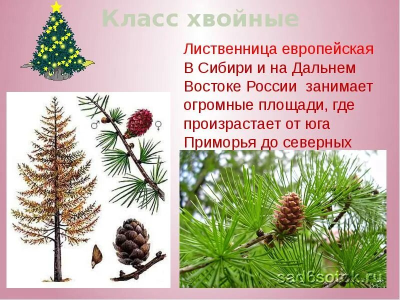 Голосеменные представлены только деревьями и кустарниками. Лиственница голосеменное. лиственница европейская голосеменное. голосеменные растения лиственница. сосна сибирская отдел голосеменные.