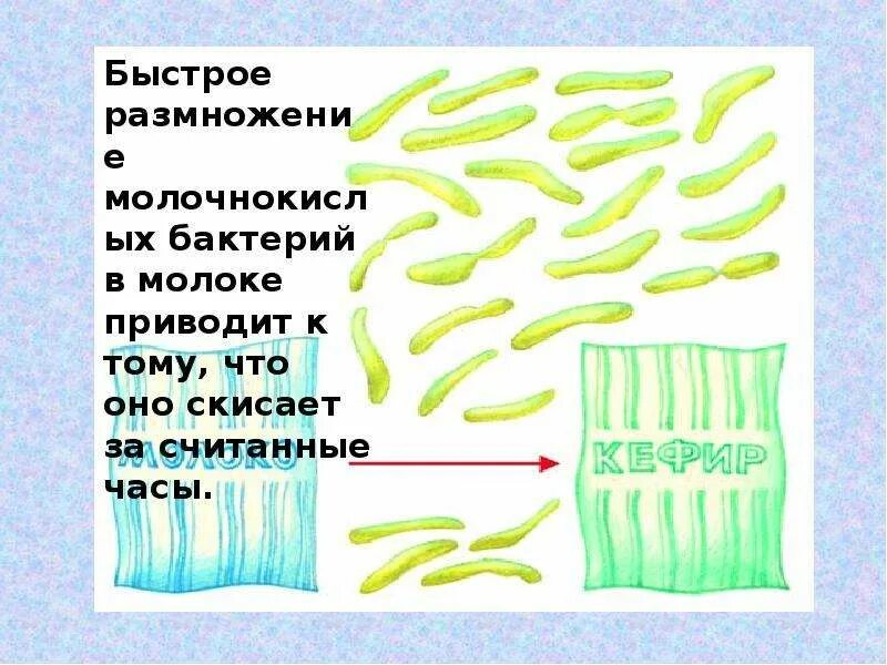 Признаки бактерий. Признаки бактерий 5 класс биология. Бациллы признаки. Признаки бактерий 9 класс.