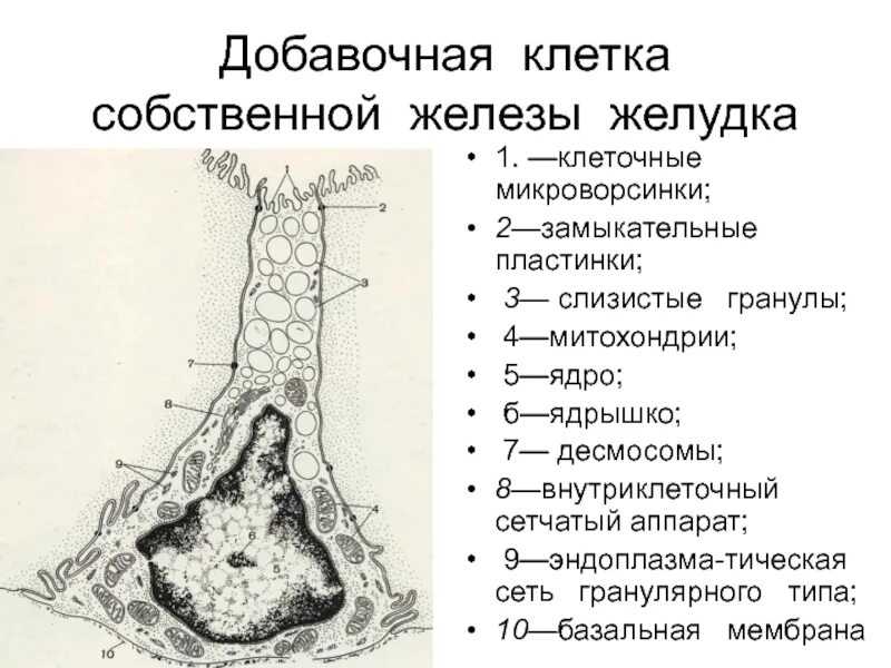 Главные клетки желез желудка вырабатывают. Железы желудка главные добавочные обкладочные. Железы желудка главные добавочные обкладочные. Добавочные клетки желудка. Строение трубчатой желудочной железы.