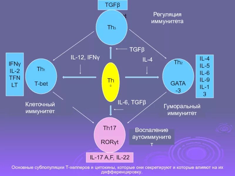 Т хелпер 1 и 2