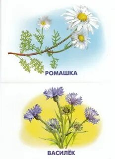 Методическое пособие луговые цветы