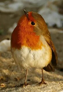 Vogel