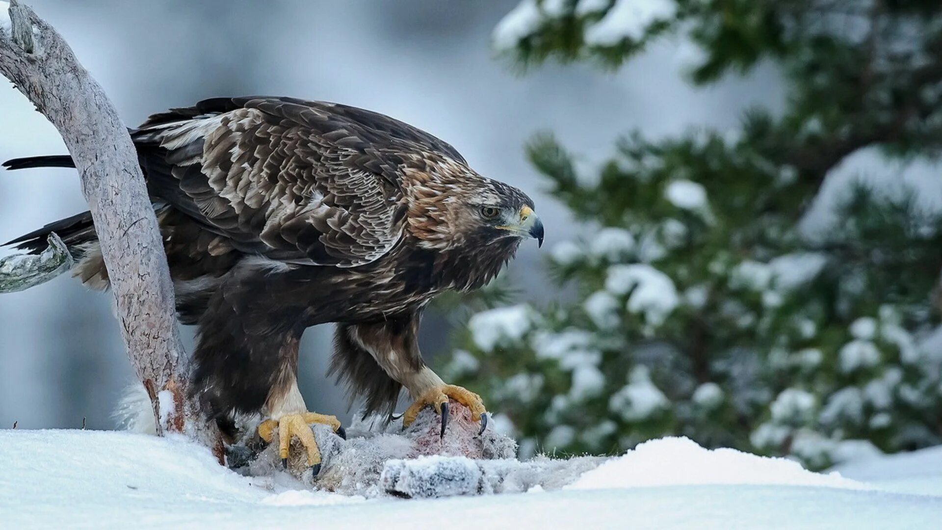 Филин хмао. Ястреб тетеревятник зимой. Ястреб-тетеревятник ястребиные. Ястреб тетеревятник зимой. Черноспинный ястреб.