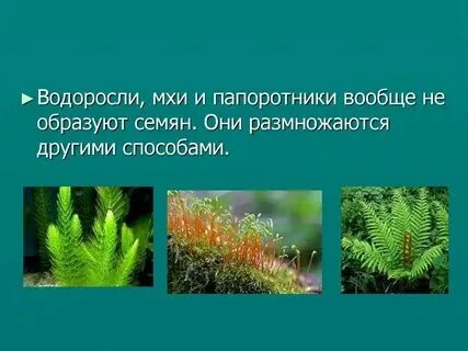 Сходства и различия между папоротниками и мхами