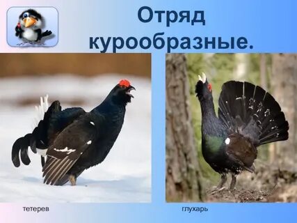 Тетерев и глухарь