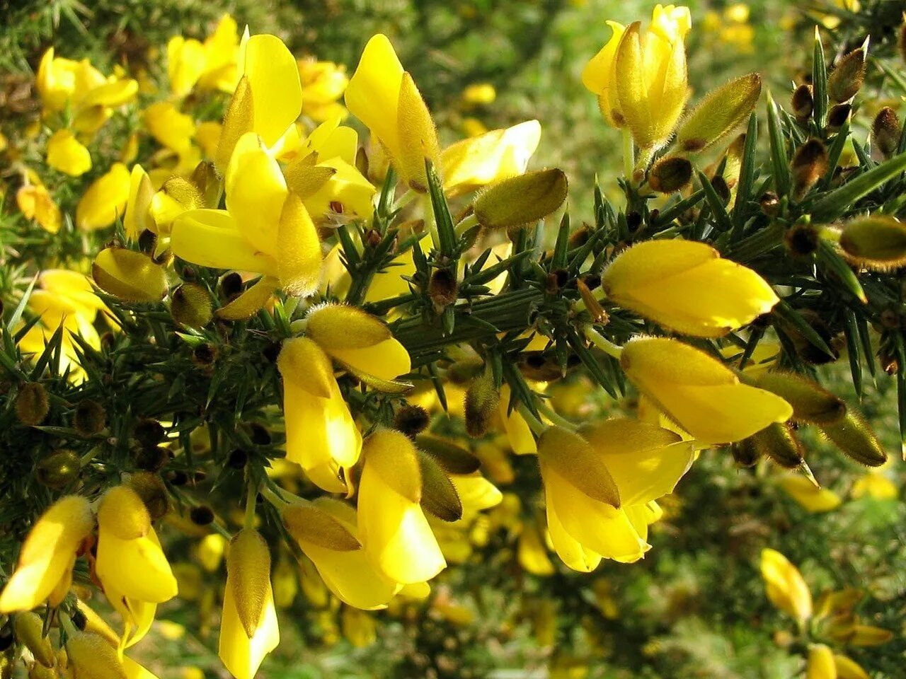 Gorse bush. Утесник цветы баха. Утесник обыкновенный. Альтернативное название растения утесник. Утесник европейский (колючий дрок).