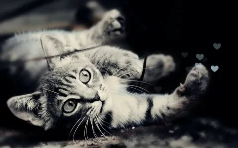 Обои котики черно белые