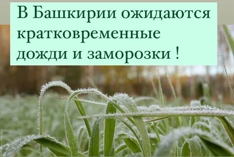 В июне ожидаются заморозки